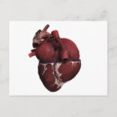 Buscar corazón humano postales Vena