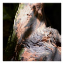 Buscar tronco de árbol posters Para ellos