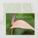 Buscar flores de hawaii postales Para todos