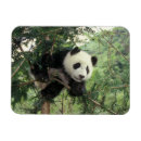 Buscar panda imanes 1 ᵉʳ cubina