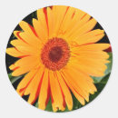 Buscar margarita del gerbera postales Fotografía