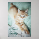 Buscar kitten posters Animal