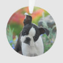 Buscar bull terrier adornos Foto