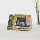 Buscar in fotograficas tarjetas Para todos