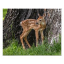 Buscar fawna fotografía Naturaleza