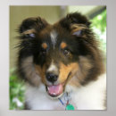 Buscar sheltie posters Cachorro