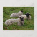 Buscar tres ovejas postales Animales