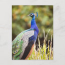Buscar pavo real postales Vida silvestre