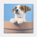 Buscar macetas imanes Perro