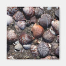 Buscar seashells imanes Náutico
