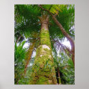 Buscar tronco de árbol posters Musgo