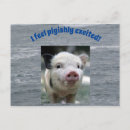 Buscar porcino postales Cerdos