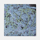 Buscar bacteria imanes Horizontal