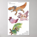 Buscar axolotl posters Salamandra