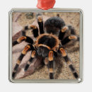 Buscar colmillos adornos Animal