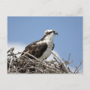 Buscar osprey Fauna