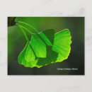 Buscar ginkgo postales Biloba