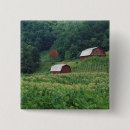 Buscar tabaco chapas Cosecha