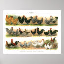 Buscar engendra el Gallinas