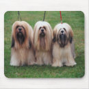 Buscar apso Lindo