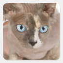 Buscar sphynx pegatinas Animal