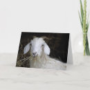 Buscar de la cabra fotografía Cabras