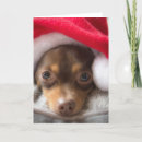 Buscar perro chihuahua tarjetas Santa