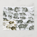 Buscar rodentia Inglés