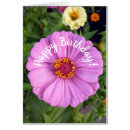 Buscar zinnia Rosa