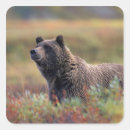 Buscar oso grizzly pegatinas Naturaleza