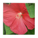 Buscar magenta azulejos Floral