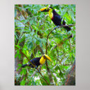 Buscar toucan arte Costa rica