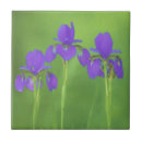Buscar pintura del iris azulejos Para todos