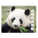Buscar oso panda calendarios Fauna