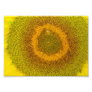 Buscar girasol gigante posters Verano