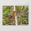 Buscar libélula roja postales Insecto