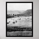 Buscar avestruz fotografía Vintage
