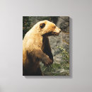 Buscar oso lienzos Naturaleza