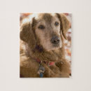 Buscar cabeza de perro puzzles Detalle