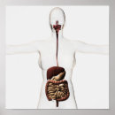Buscar intestino posters Médico
