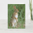 Buscar conejo de rabo blanco tarjetas Naturaleza