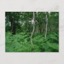 Buscar bosque de sherwood Madera