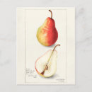 Buscar plantas de jardín postales Vintage