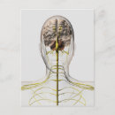 Buscar anatomía humana postales Tallo cerebral