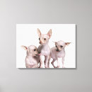 Buscar chihuahuas fotografía Naturaleza