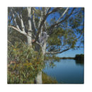 Buscar koala en árbol posavasos Vida silvestre