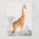 Buscar vintage safari postales Jirafa