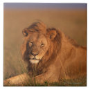 Buscar pelo animal azulejos Naturaleza