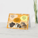 Buscar piggies Cavy
