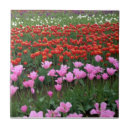 Buscar tulipanes rosados azulejos Tulipán